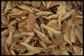423056 Dried Beech, Maple And Oak Leaves On The Forest Floor A4 Photo Print