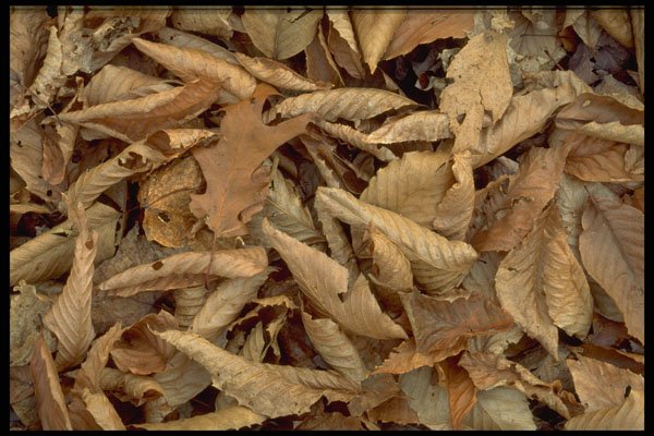 423056 Dried Beech, Maple And Oak Leaves On The Forest Floor A4 Photo Print