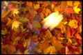 423057 Maple And Beech Leaves Beneath The Water's Surface A4 Photo Print