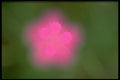 423058 Maiden Pink Flowers A4 Photo Print