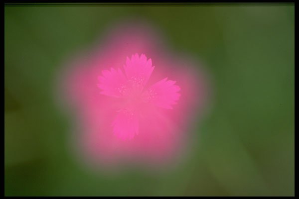 423058 Maiden Pink Flowers A4 Photo Print