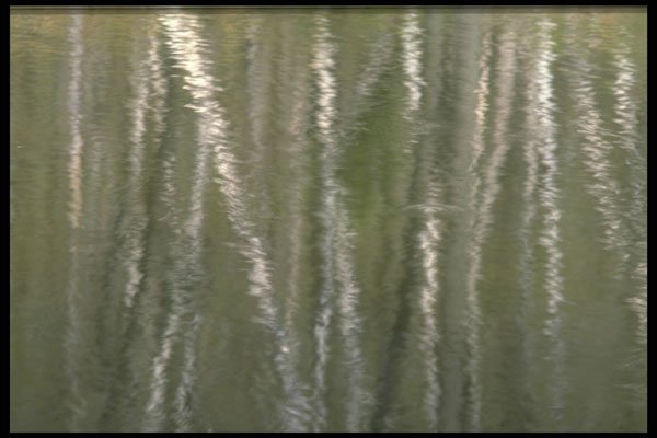 423059 Reflection Of Tree Trunks In A Beaver Pond A4 Photo Print