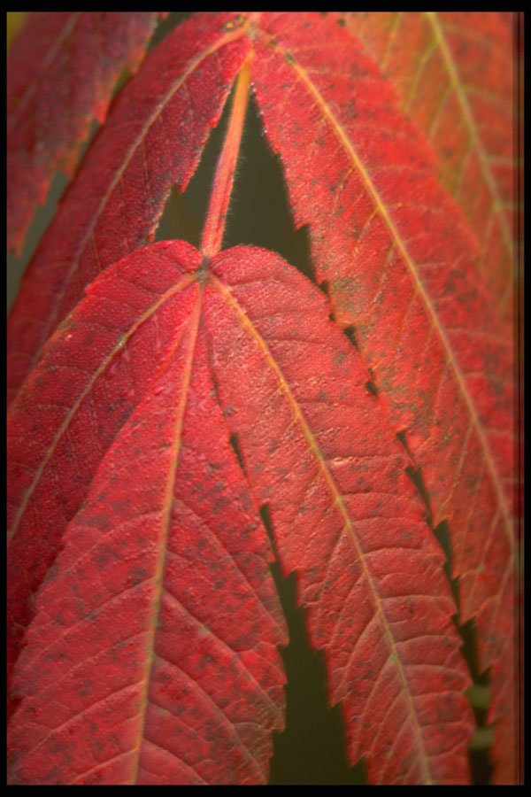 423060 Sumac Leaves A4 Photo Print