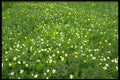 423061 Buttercups And Thimbleweed A4 Photo Print