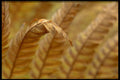 423062 Fern Detail A4 Photo Print