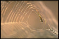 423063 Dew covered Spider And Web A4 Photo Print