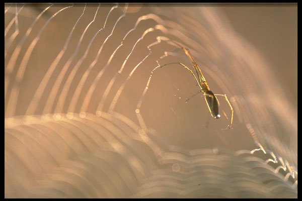 423063 Dew covered Spider And Web A4 Photo Print