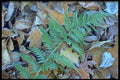 423064 Frost covered Fern On The Forest Floor A4 Photo Print