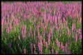 423065 Purple Loosestrife A4 Photo Print