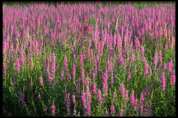 423065 Purple Loosestrife A4 Photo Print