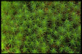 423066 Moss Detail A4 Photo Print