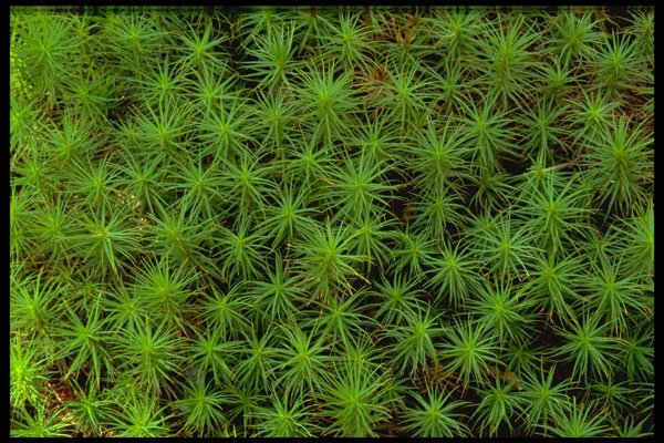 423066 Moss Detail A4 Photo Print