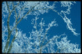 423067 Maple Trees Covered With Hoar frost A4 Photo Print