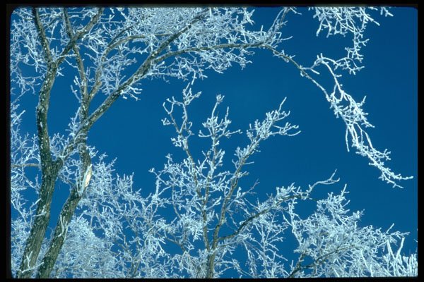 423067 Maple Trees Covered With Hoar frost A4 Photo Print