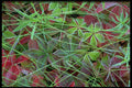423068 Frost covered Autumn Field A4 Photo Print