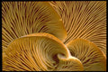 423069 Mushroom Cluster On A Dead Tree A4 Photo Print