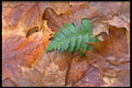 423070 Christmas Fern And Autumn Leaves A4 Photo Print