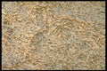423071 Pine Needles In Fresh Snow A4 Photo Print