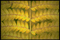 423072 Fern Detail A4 Photo Print