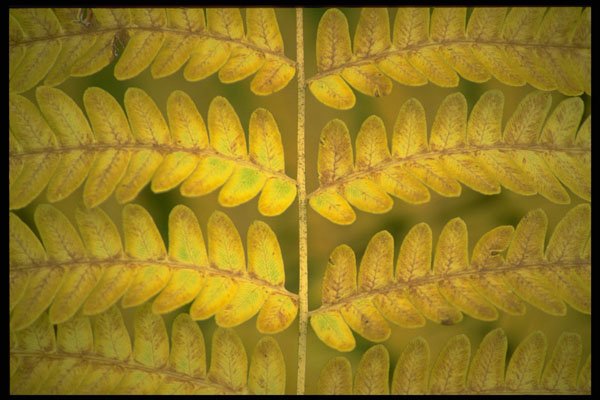 423072 Fern Detail A4 Photo Print