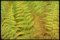423075 Detail Of Autumn Ferns A4 Photo Print