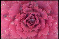 423076 Detail Of Ornamental Cabbage A4 Photo Print