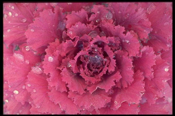 423076 Detail Of Ornamental Cabbage A4 Photo Print