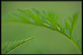 423077 Abstract Leaf Detail A4 Photo Print