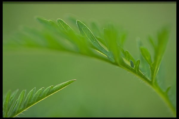 423077 Abstract Leaf Detail A4 Photo Print