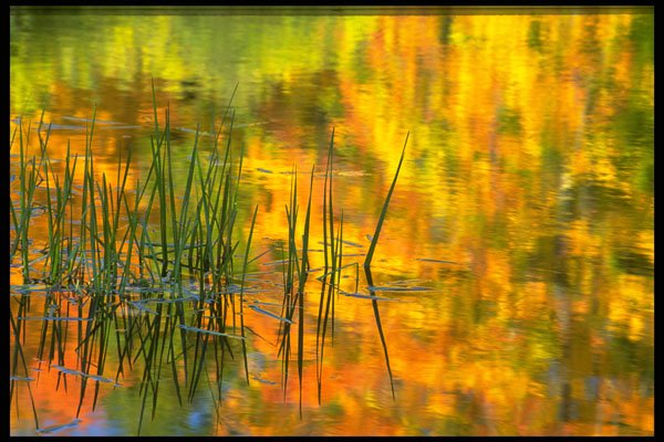 423078 Reeds And Reflection Of Autumn Foliage A4 Photo Print