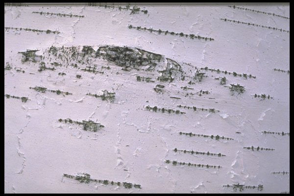 423079 Birch Bark Detail A4 Photo Print