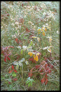 423081 Asters, Agrimony And Hoar frost A4 Photo Print