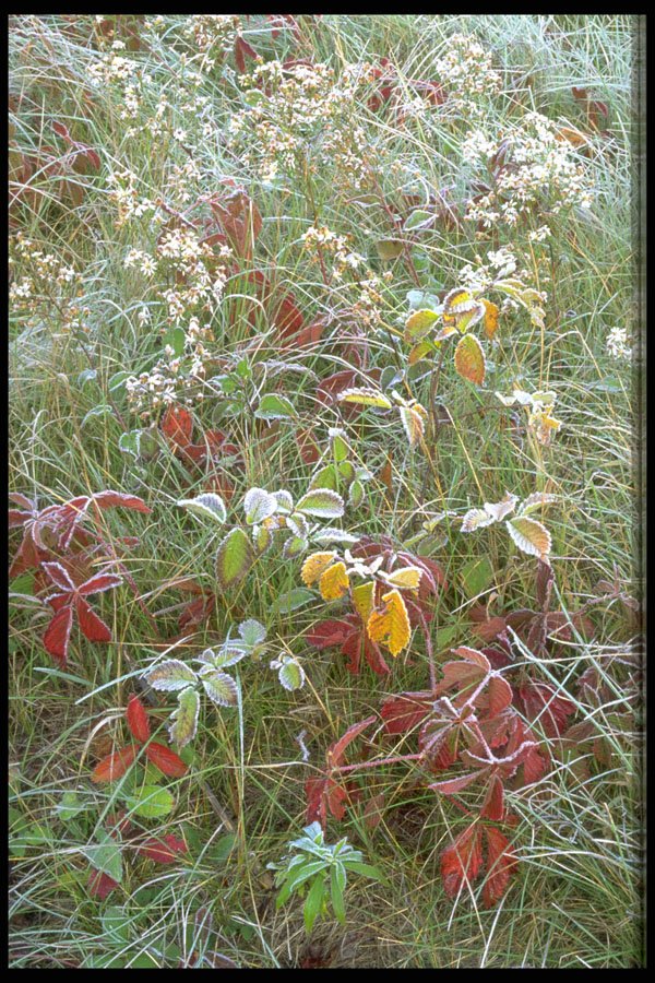 423081 Asters, Agrimony And Hoar frost A4 Photo Print