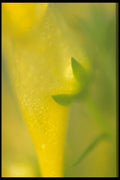 423083 Detail Of Butter And Eggs A4 Photo Print