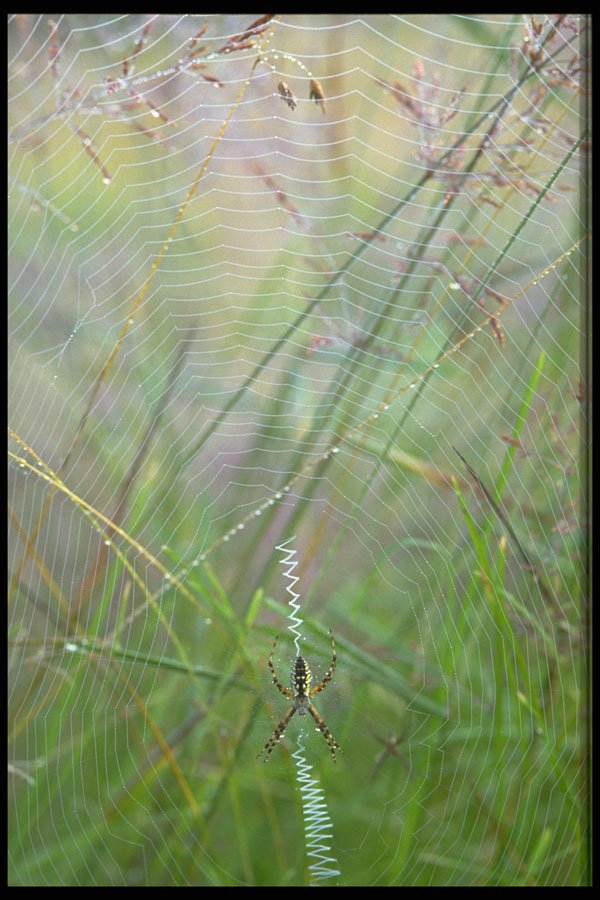 423084 Spider And Web In Grass A4 Photo Print