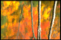 423087 Reflection Of Dead Trees And Autumn Foliage A4 Photo Print