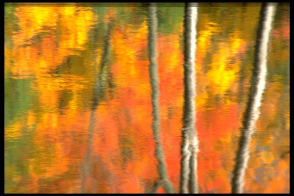 423087 Reflection Of Dead Trees And Autumn Foliage A4 Photo Print