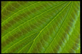 423089 Close up Detail Of Leaf A4 Photo Print