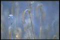 423090 Marsh At Dawn Covered With Hoar frost A4 Photo Print