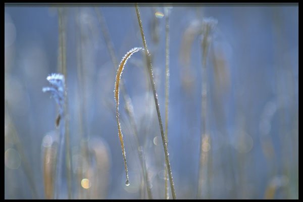 423090 Marsh At Dawn Covered With Hoar frost A4 Photo Print
