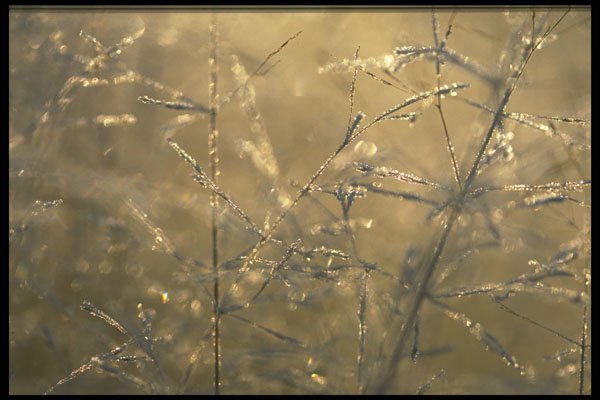 423091 Dew covered Grass At Dawn A4 Photo Print