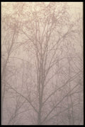 423092 Mist enshrouded Forest A4 Photo Print