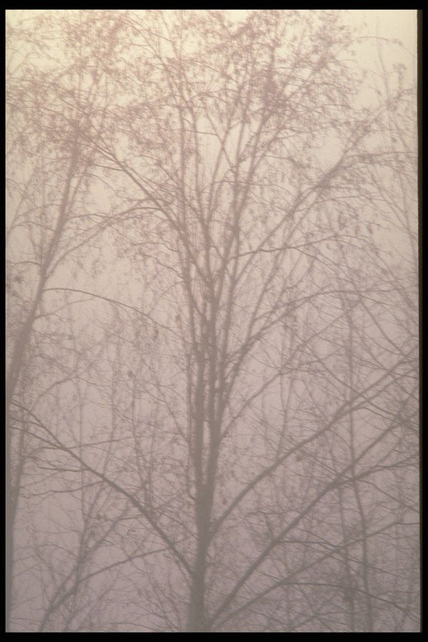 423092 Mist enshrouded Forest A4 Photo Print