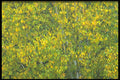 423093 Birch Tree Detail A4 Photo Print
