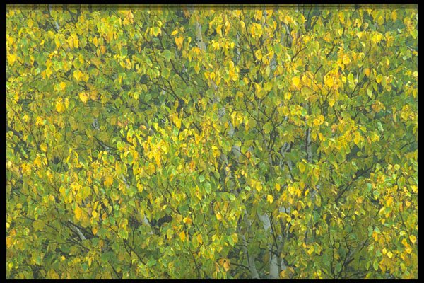 423093 Birch Tree Detail A4 Photo Print