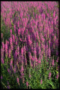423095 Purple Loosestrife A4 Photo Print