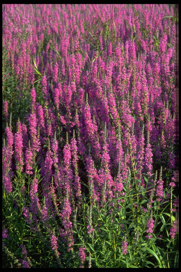 423095 Purple Loosestrife A4 Photo Print