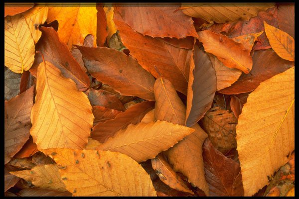 423096 Beech Leaves A4 Photo Print