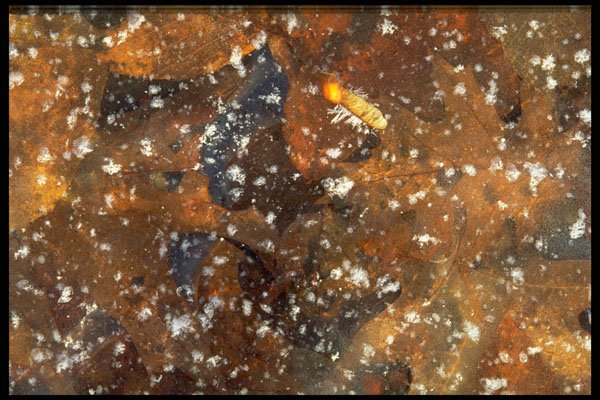 423097 Leaves Frozen In Ice A4 Photo Print