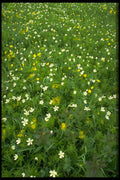 423098 Buttercups And Thimbleweed A4 Photo Print